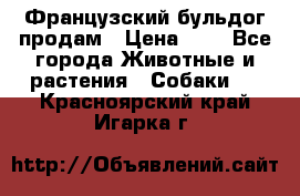 Французский бульдог продам › Цена ­ 1 - Все города Животные и растения » Собаки   . Красноярский край,Игарка г.